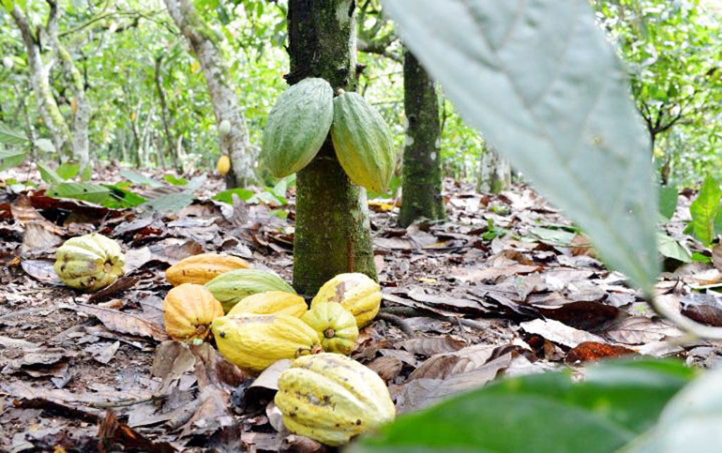 Collecte de cacao