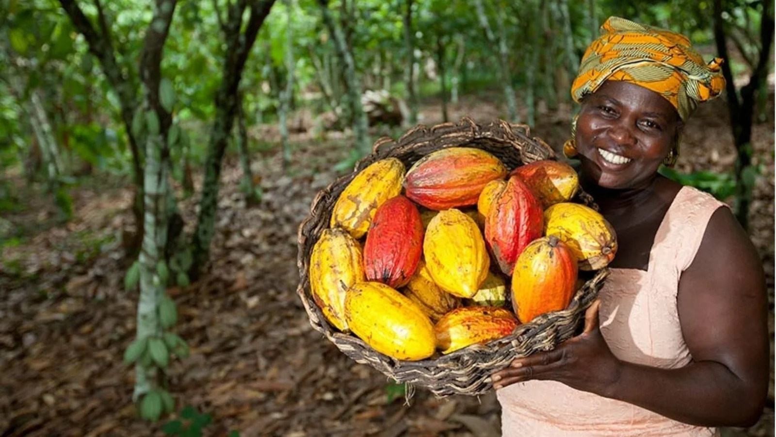 Producteurs de cacao